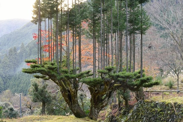 Ingenious. The Japanese art of daisugi uses bonsai techniques to cultivate pruned cedar trees to produce straight, knot-free lumber. This method of sustainable forestry accelerates growth and produces stronger cedars on less land.