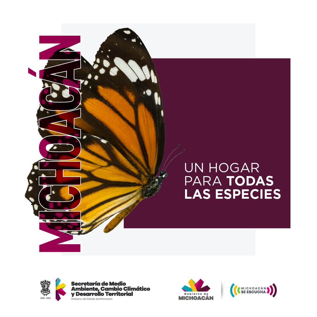 RicardoLunaGar's tweet photo. Vivimos en un estado con diversos ecosistemas, cohabitamos con miles de especies de flora y fauna. Aprendamos a cuidar de nuestro entorno y a convivir en equilibrio con estos seres vivos que son también parte de Michoacán. 

#MichoacánSeEscucha #CuidamosMichoacán https://t.co/c82X01k1ai
