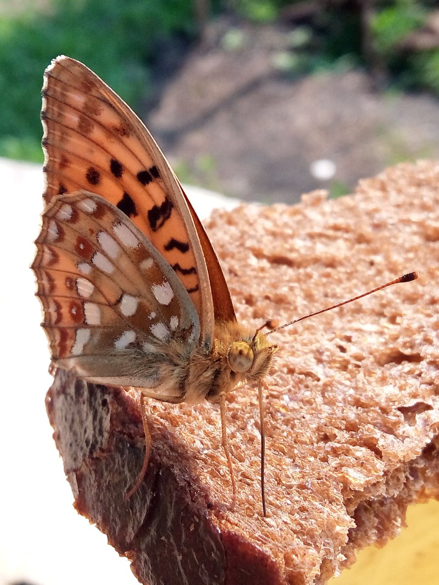 LaneStrannik's tweet photo. 1.Гостья угощается
2.Зяблик
3.Долгоносик
4.На взлёт
#nature #butterfly #bug
#forestinsects #summer #NaturePhotography https://t.co/E4oCZLrJzU