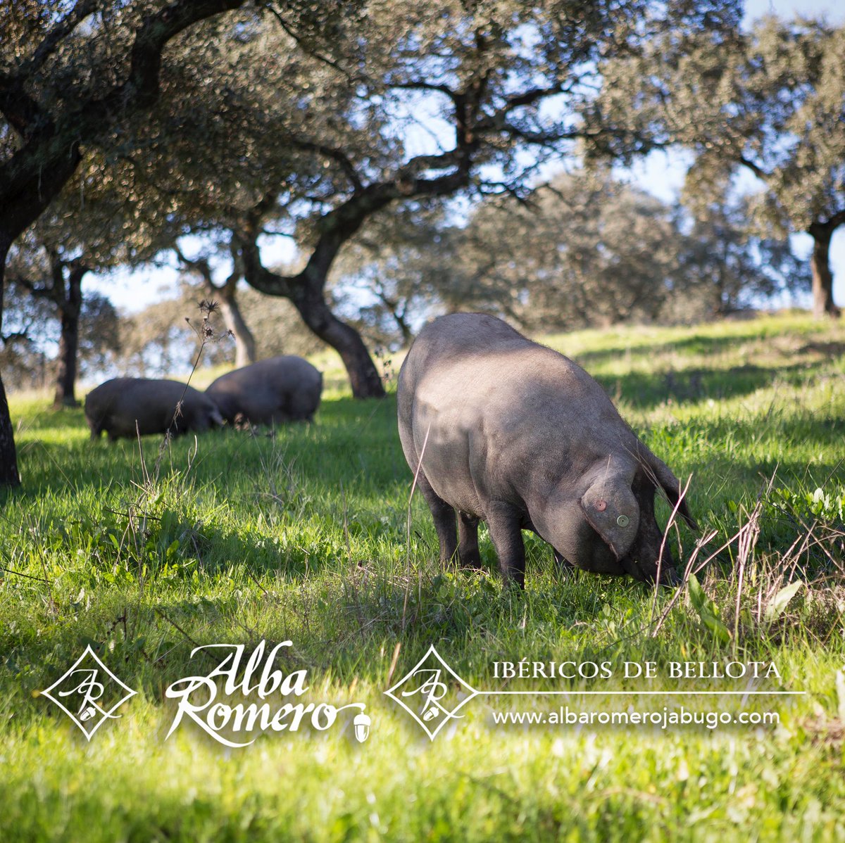 JamonAlbaRomero's tweet photo. SOSTENIBILIDAD ECOLÓGICA 🌳🐽
La dehesa y el cerdo ibérico ayuda a la conservación del medio y nutre de numerosos puestos de trabajo ayudando al problema de la despoblación en numerosos espacios rurales.
#cerdoiberico #naturaleza #despoblación #rural #jamon #iberico #bellota https://t.co/IWDMcF1lkU