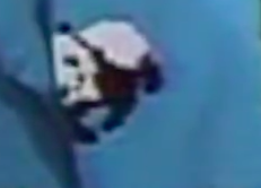 alyssaharad's tweet image. The nose tho! And the one on the back of her arm (I did some serious investigative journalism as you can see) makes it more clear. #pandagate #pandapuppies #distractionsfromtheapocalypse