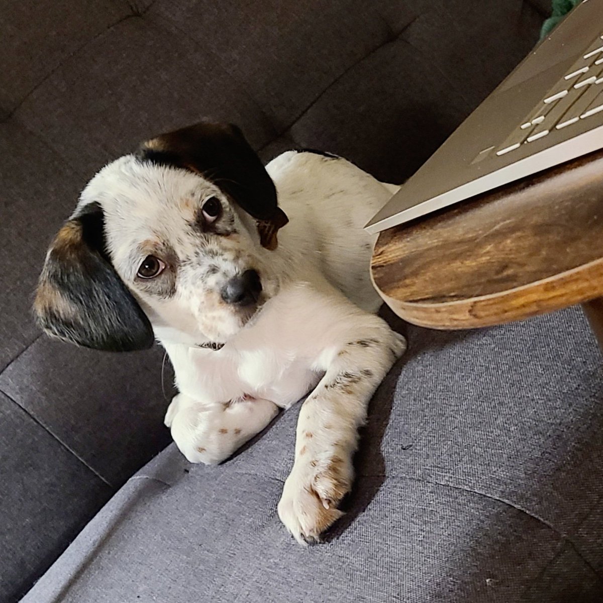 DianaCeciliaMC's tweet photo. Niko(machus) joins #PetsofASBH20 https://t.co/zGDw4S7nbW