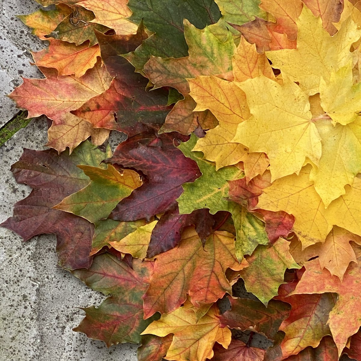 Today I made some #andygoldsworthy style, leaf circle, land art. It was such a lovely process & the leaf colours are amazing this week! Going to make some more of these out & about locally - quite enjoying a bit of guerilla art in these restrained times - why not have a go too?