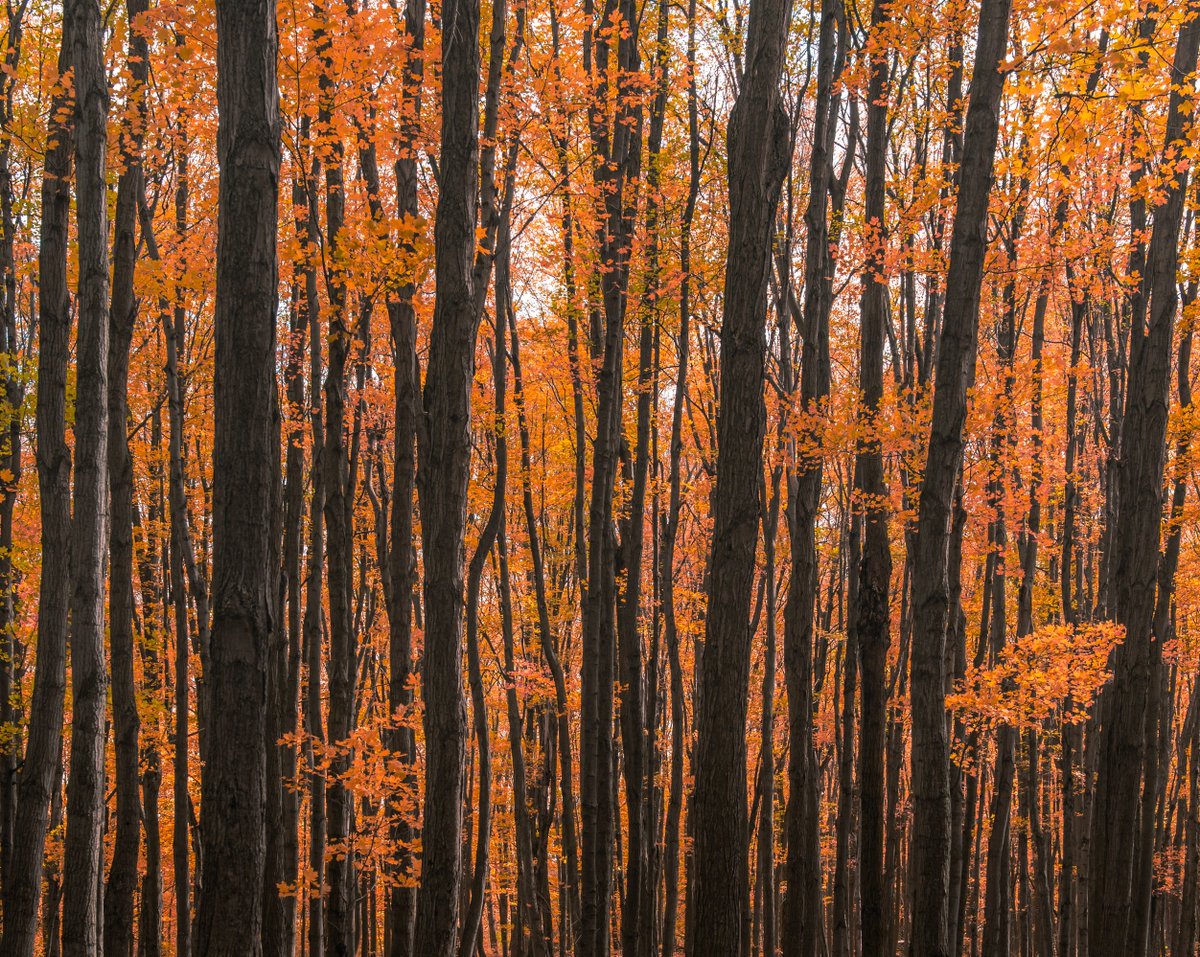 ChrisBecke's tweet photo. Recent #Autumn adventures, gotta seek out them #fallcolours while they last
.
#Autumn2020 #pmfallgridchallenge https://t.co/7frJMxB2qu