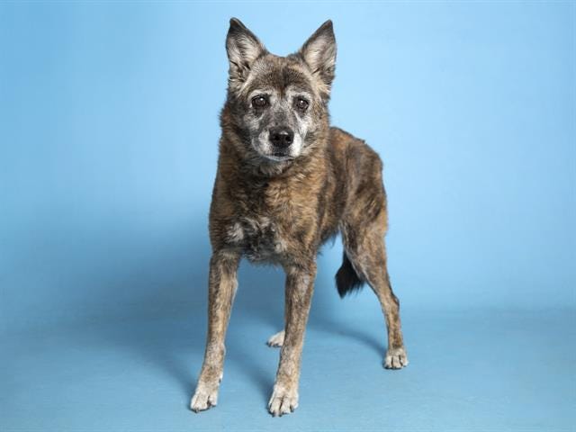Azcentral On Twitter Meet The Sweet Senior Pup Berra And Other Pets Up For Adoption In Phoenix Area Shelters This Week Https T Co Zsnbi5ohfs Https T Co Mm5bizside