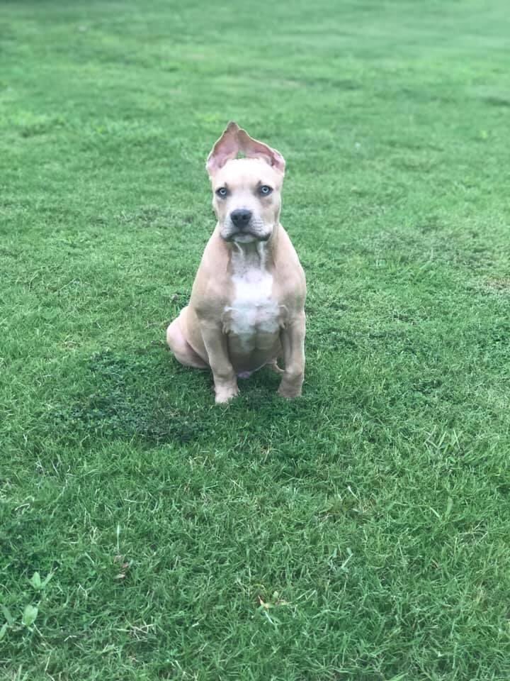Christian_Zelay's tweet photo. North MS and Memphis area this dog was stolen from @smokeSr_ please be on the lookout there is a cash reward!! Pleaseshare! https://t.co/yKzcUczyEd