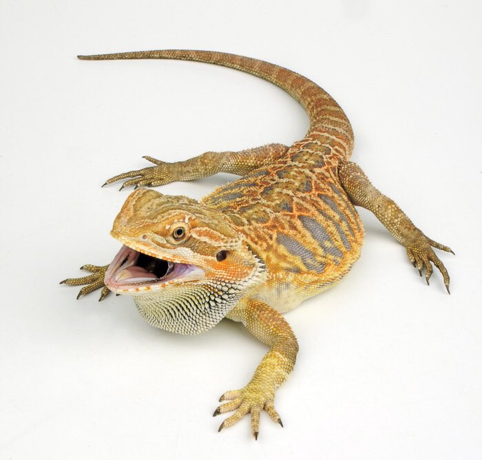 I would be a #beardeddragon who practices #jujitsu. https://t.co/BQwuCYBRKW