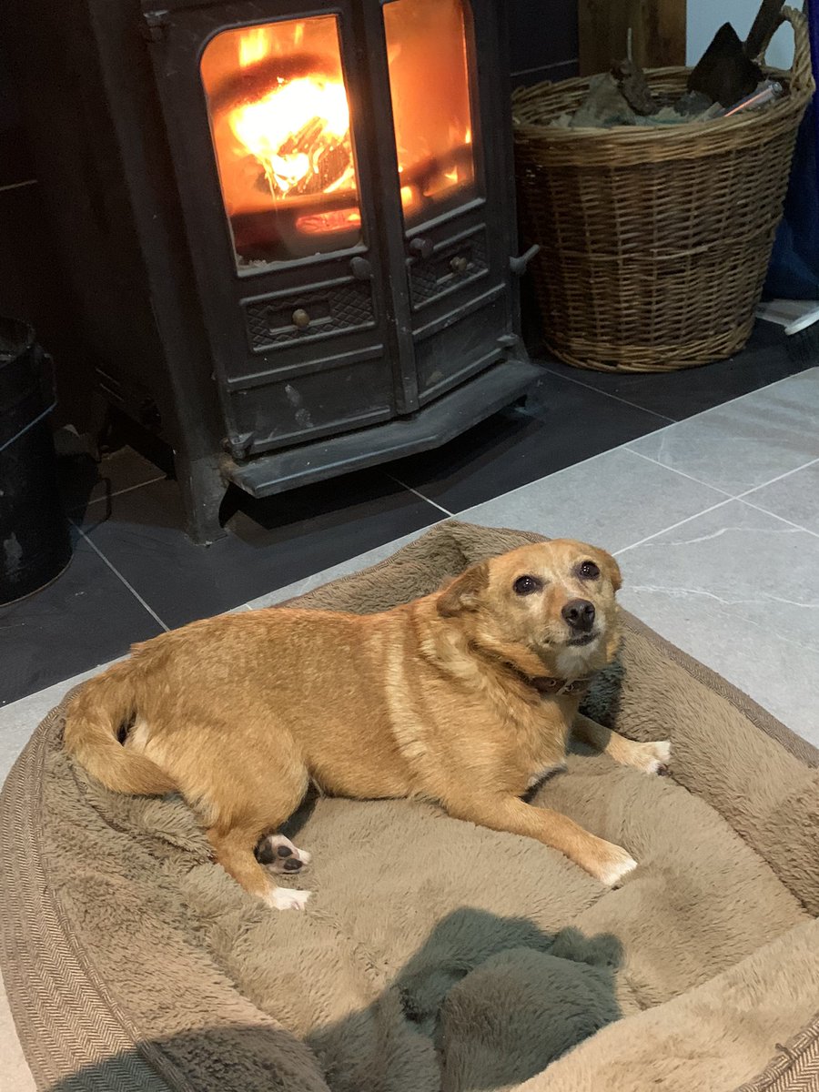 Tomeen94's tweet photo. Millie has been found safe and sound, thanks so much to everyone who has shared the post, retweeted, messaged and helped out 🙌🏻🙌🏻🙌🏻 https://t.co/2Iudu3EYFl