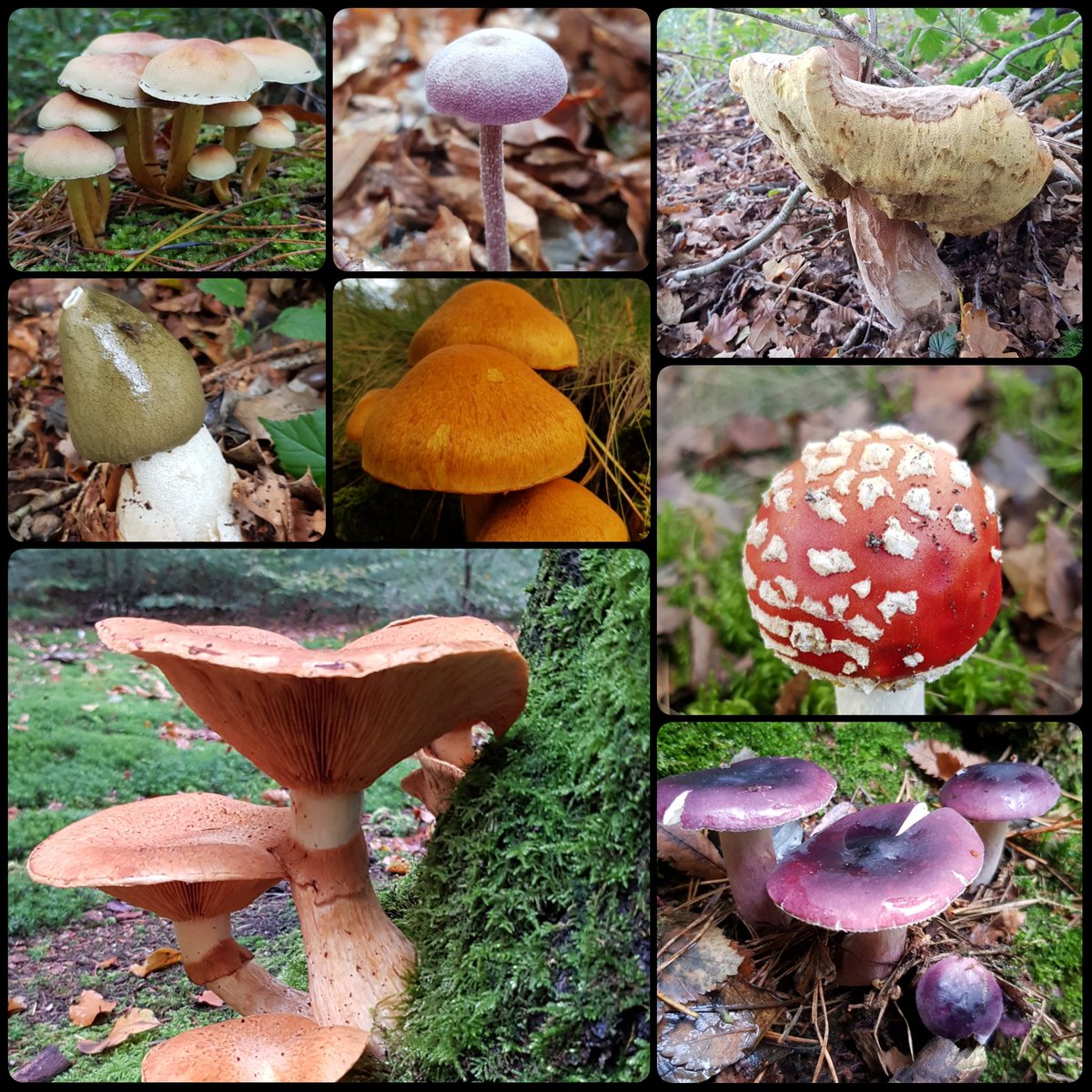 Wat een mooie vormen en kleurenpracht #rijkdom #herfst #paddenstoel #hjerst #poddestoel #poddestuollen #herfstkleur #autumncolours