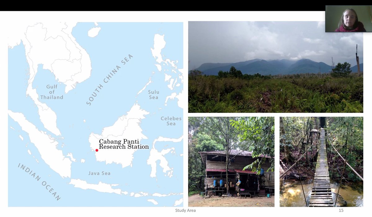 Congratulations @lbhendricks on her excellent PhD oral defense: 'Fire in the Rainforest: Fire History and Carbon Pools in Southwestern Borneo's Tropical Rainforest'... the hidden history of past fire in a 'primary' rainforest.  @GunungPalung @uogeog