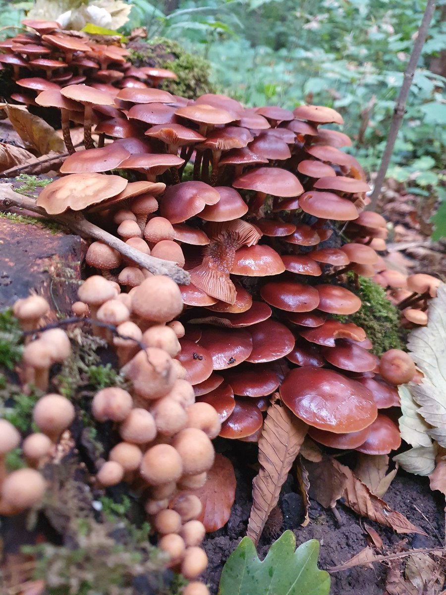 Rondje van vandaag door het bos gedaan......