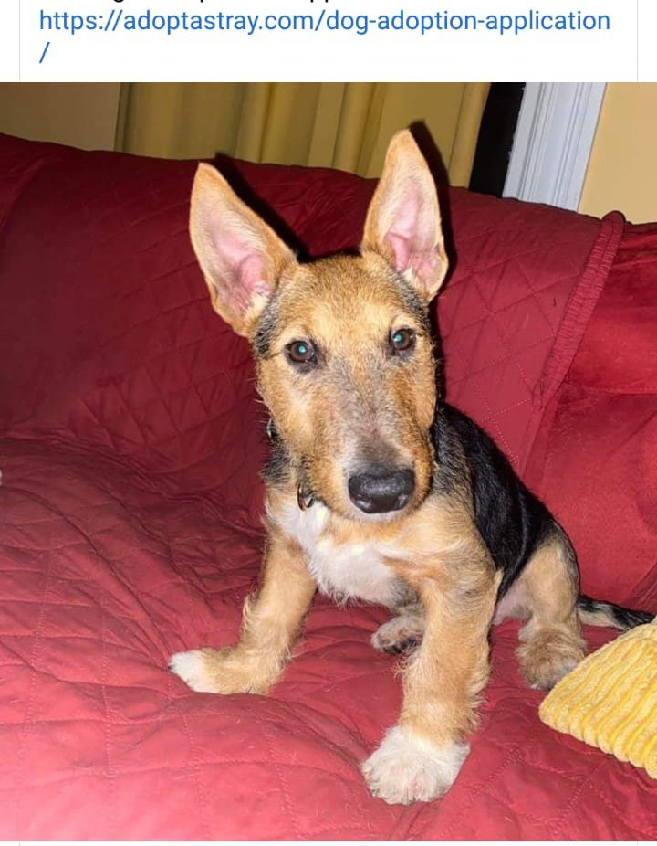 adorabull bull terrier rescue