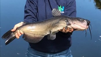 fishshootouts tweet media