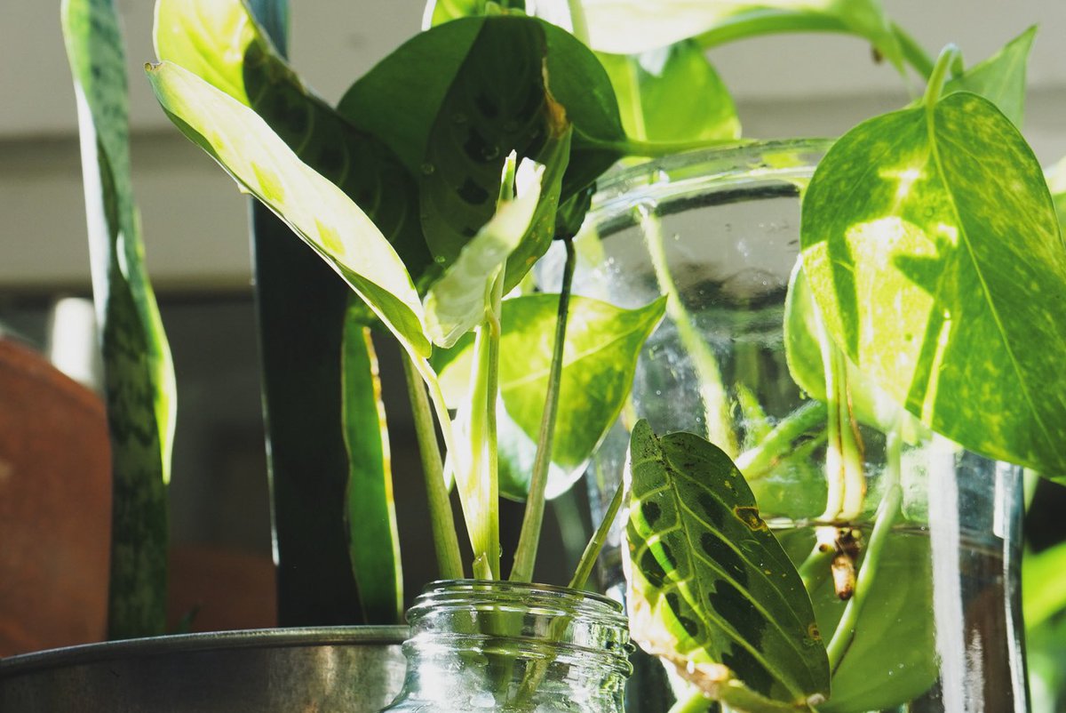 laikenw's tweet photo. Might’ve found a new life purpose, enabling friends to become crazy plant ladies. Plant mom starter kit (all propagation projects) for @lexieliston.

22/365 https://t.co/glidjHVbBU