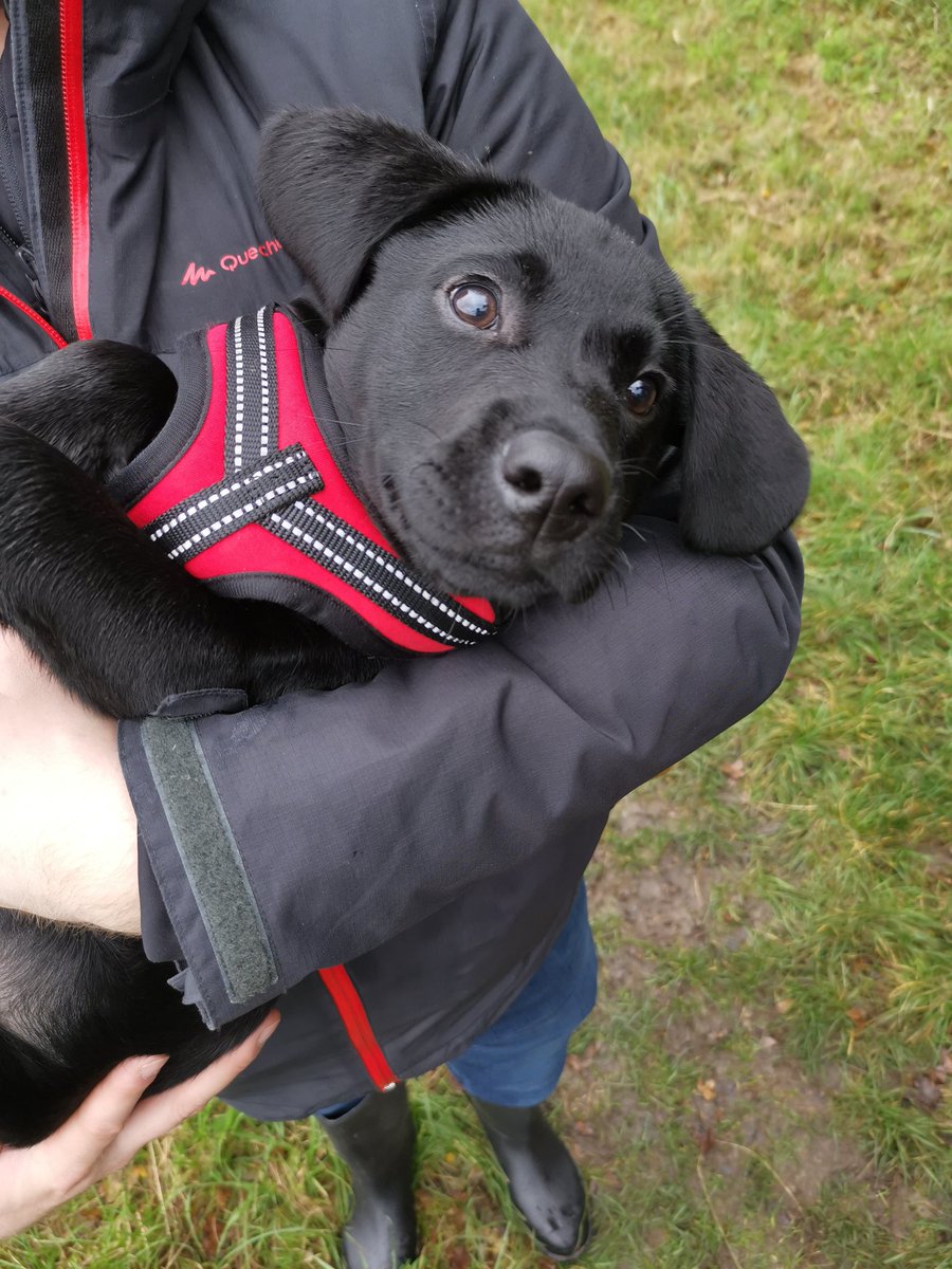 LukeWatts1's tweet photo. One tired Malinois after a long walk in Suffolk!
Great weekend with this one though with @JessicaLake90 getting to meet the puppy too! #malinois #DogsofTwittter #belgianmalinois #puppy #LabradorRetriever https://t.co/GuAUoYbnQi