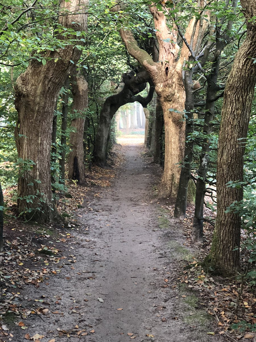 BertKrale's tweet photo. Wat een ongelofelijk indrukwekkende zondagochtendwandeling was de Dag van Heino van de Alternatieve Sallandse wandelvierdaagse van @SW4Draalte!  Onder de indruk van dit deel van Overijssel. #puurgenieten #wandelsport #visitoost

https://t.co/ASwfwEpgSx https://t.co/yvZCJmfDyD