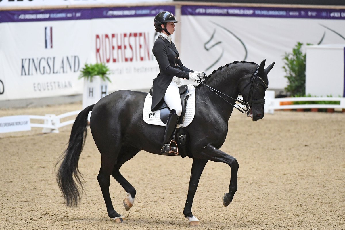 It's a home-crowd win for @CathrineDufour & Bohemian! 🇩🇰
With breathtaking power & elegance, Cathrine & Bohemian stole the show with their fantastic fluidity. With exceptional talent on show, here's how the opening #Dressage #FEIWorldCup went down!
👉 https://t.co/TBxQTjoGvp https://t.co/Ke6FGhOj0v