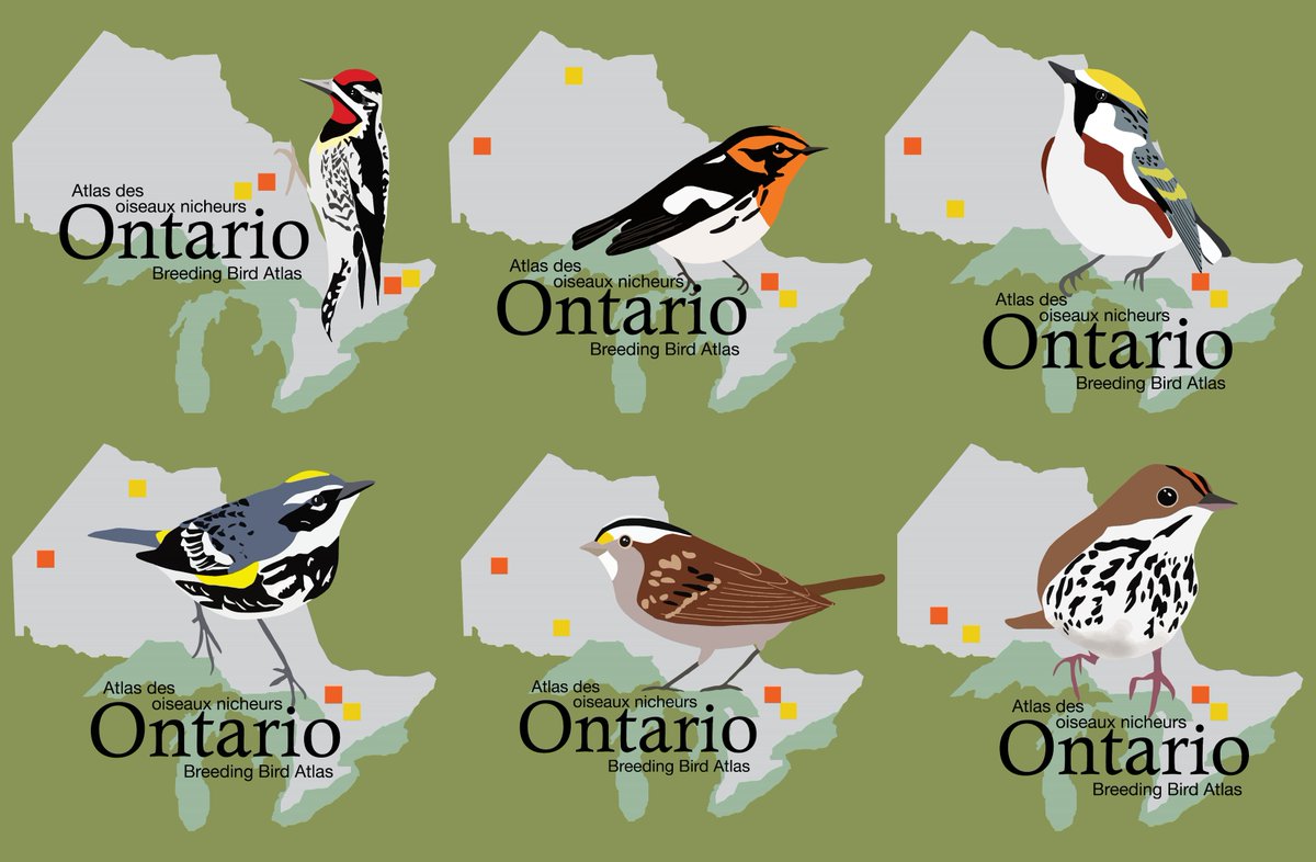 ONBirdAtlas's tweet photo. Which is your favourite logo? Head to https://t.co/fKh4mM85h6 to get your vote in.  Voting closes at 6pm on Wednesday, October 21! #ONBirdAtlas3 https://t.co/71qmz30eZu