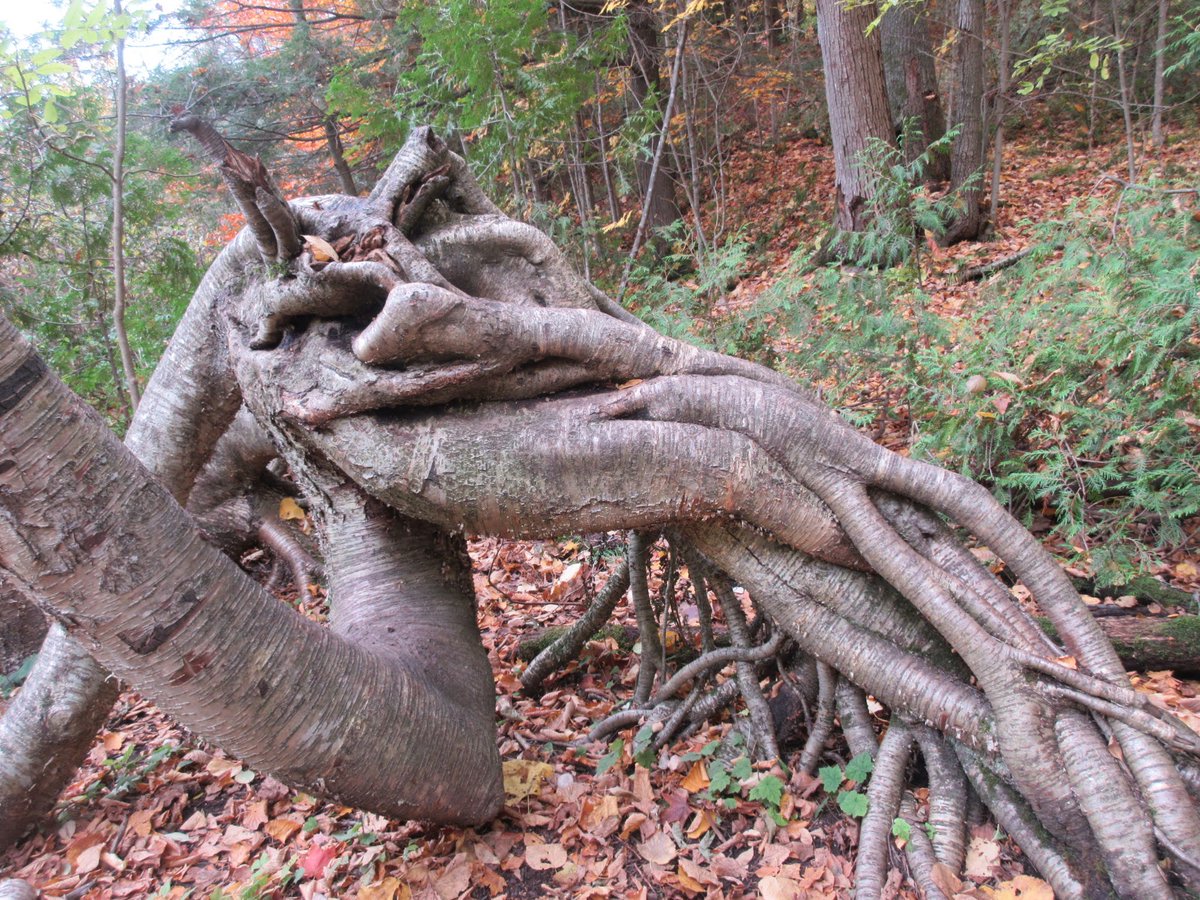 Found this monster today! @outdoor_ed #MonsterTreesWRDSB