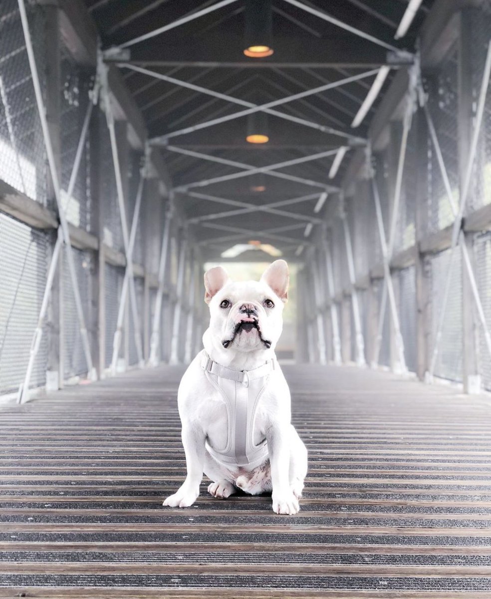 Bridge the gap to a healthy biome.
-
#topicalprobiotic are #beneficialbacteria that help #balance #badbacteria that can cause itchy, stinky and dry skin even yeast. Leave the itch behind #biomebyskoutshonor
#skoutshonor #probiotics #skoutshonorproducts #bully #frenchie