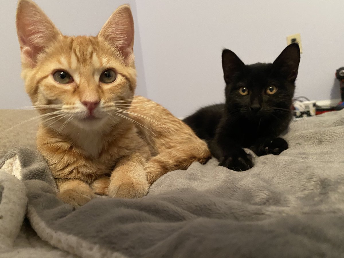notJeski's tweet photo. Let’s go look at kittens she said...we’re just gonna look she said. Well, say hello to #naruto and #madara! 😍
#kittens #anime #kentuckyhumanesociety #adoptedkittens  #imyourhumannow https://t.co/s0aAJffc9Z