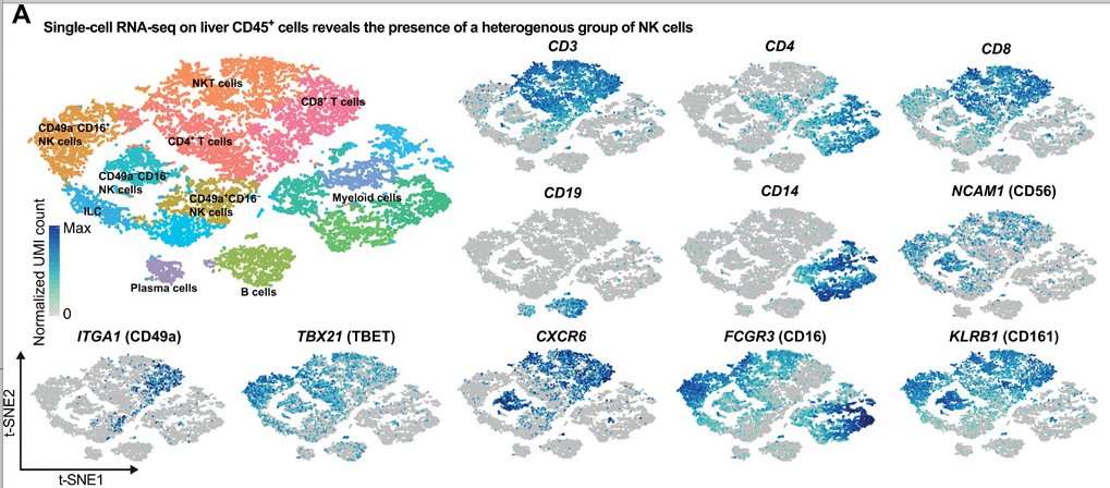 mmw_lmw's tweet photo. #Human_NK_cells | A discrete subset of epigenetically primed mediates #AntigenSpecific ImmuneResponses | Georg Stary @MedUni_Wien @SciImmunology https://t.co/Xhdzrqaq2C https://t.co/uXqx6Y3AbK