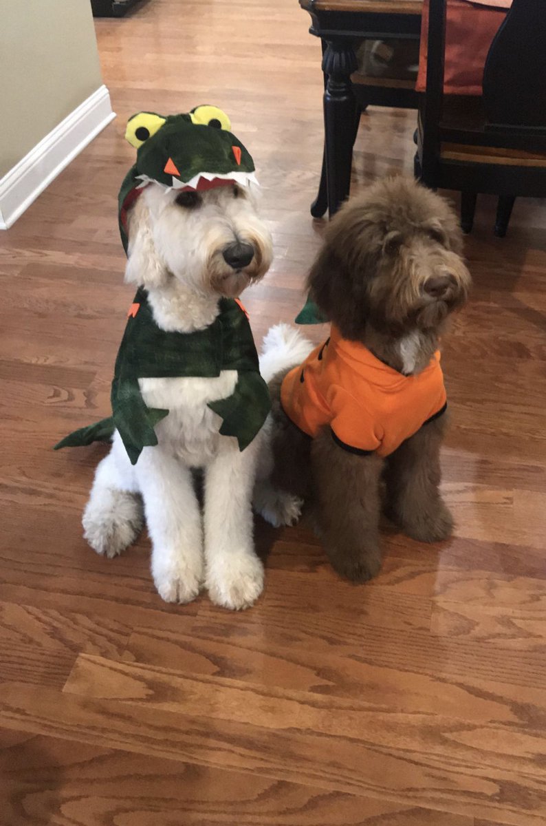 If you’re having a bad day... here’s my doodles in their Halloween costumes. Feel free to drop pics of your fur babies in their costumes!!! 💜👻💛 (it’s encouraged)