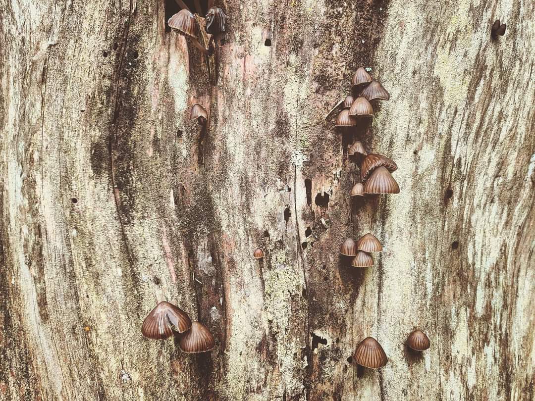 SasaSpacal's tweet photo. Forest neighbors. Bleeding Fairy Helmet aka Mycena haematopus. Ink they bleed. #bleedingfairyhelmet #mycenahaematopus #mushrooming #mycomythologocalresearchcontinues #thewordforworldisforest #overcomingfungiblindness https://t.co/d3ivMVAlBf