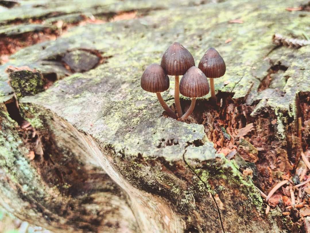 SasaSpacal's tweet photo. Forest neighbors. Bleeding Fairy Helmet aka Mycena haematopus. Ink they bleed. #bleedingfairyhelmet #mycenahaematopus #mushrooming #mycomythologocalresearchcontinues #thewordforworldisforest #overcomingfungiblindness https://t.co/d3ivMVAlBf