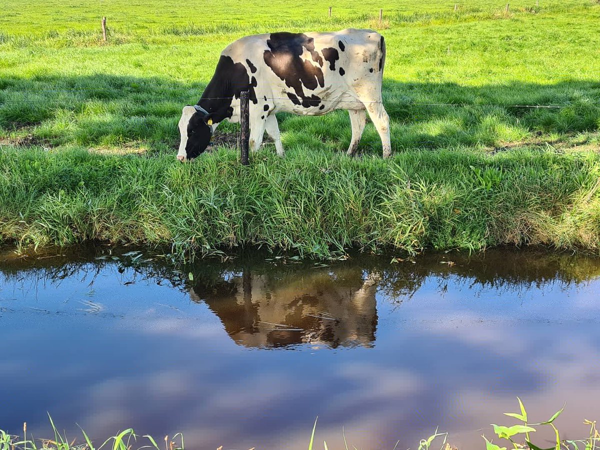 Vlees eten is nooit erg, mits je het met respect eet. Dus niet wegschransen maar beseffen wat je eet. Weet dat agrariërs hun ziel en zaligheid geven voor de dieren. Dat wanneer een dier ziek is... Dat dat knaagt aan ons. We gaan voor 100% gezond vee. #onzeboerderij