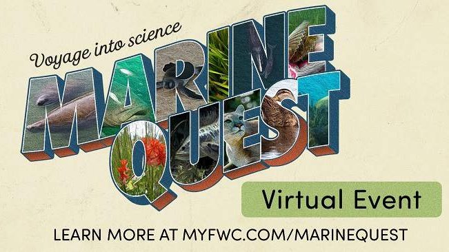 fishshootouts tweet media