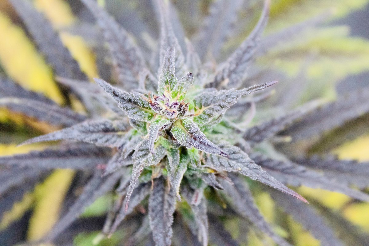 theMarcelosFarm's tweet photo. Seller of: #hemp #thcfreeseeds and high quality  #nutrients #probiotics and #herbicides for all your #gardening and farming needs

#FrosFreshFarm #smokablehemp 
#Downonthefarm #germansheperds #breeder #huskyboxer #smokableflower
#health #Huntley #il #The Marcelo’s Farm #hemp https://t.co/HOMxCLun9V