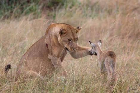 KResearcher's tweet photo. Kamunyak, the lioness famous for adopting Oryx calves about 20 years ago. She did this 5 times. She lived in the Samburu National Reserve. https://t.co/E3yV9zHTU9