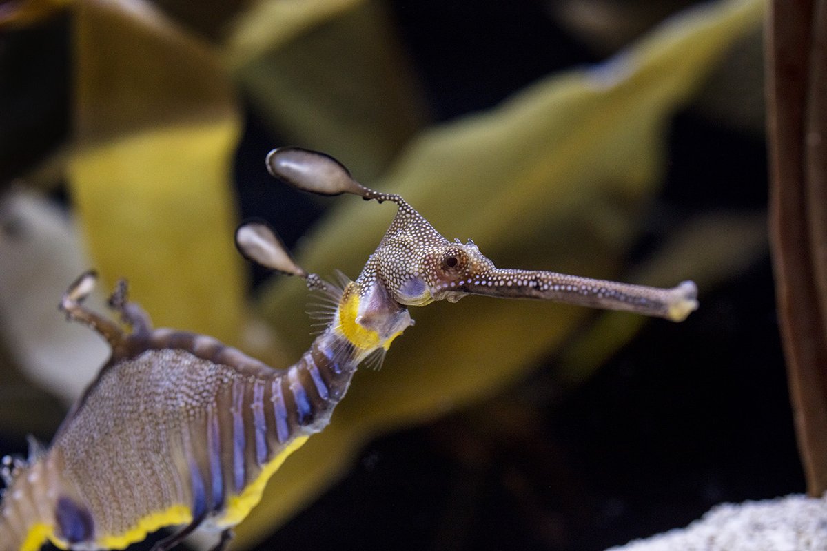We dress up for Halloween, but for a weedy seadragon wearing a "costume" is a way of life! π
Weedy sea dragons have plant-like appendages and tendrils that help them seamlessly blend in with their surroundings. https://t.co/71sKcbz2Fh