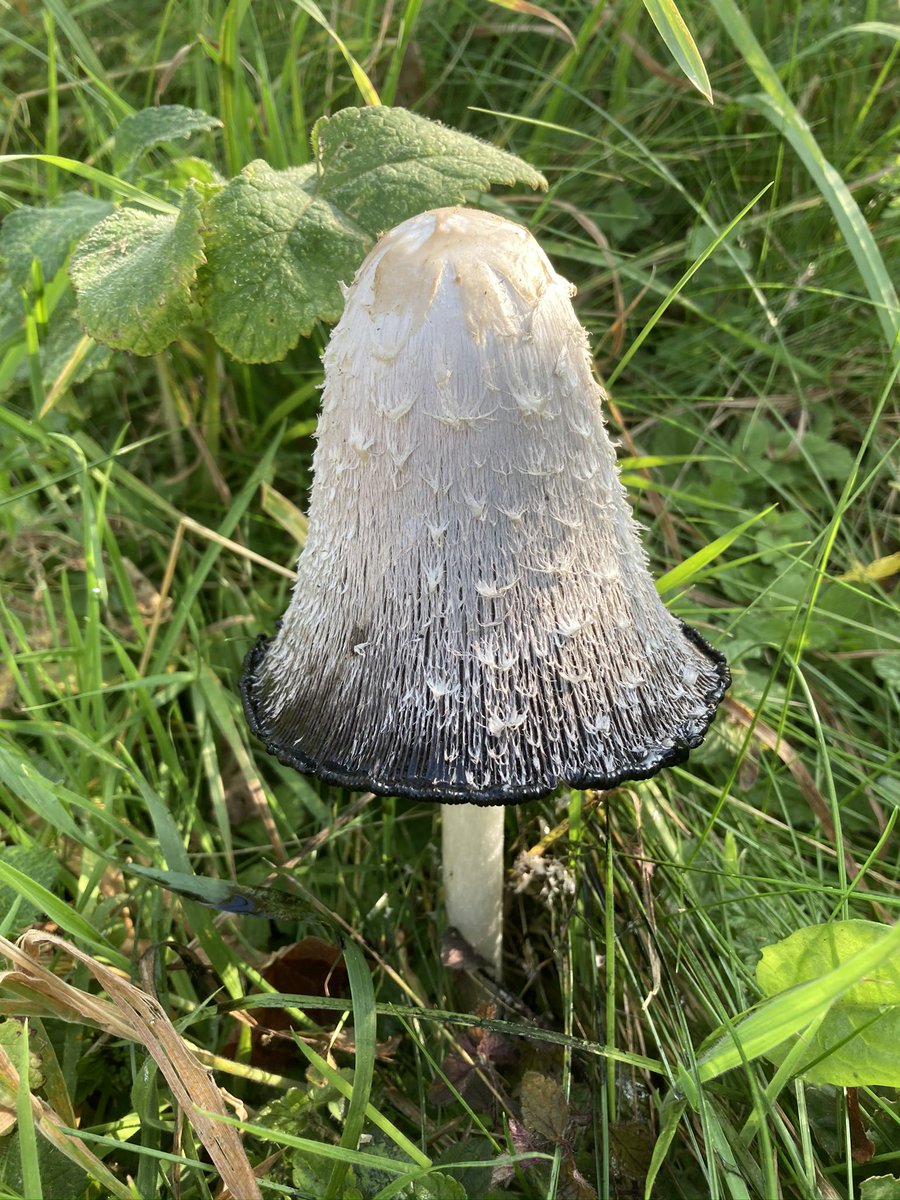 LadyL2015's tweet photo. @RSPBEngland Shaggy ink cap i think seen in the Peak District https://t.co/yXPb0yN2lP
