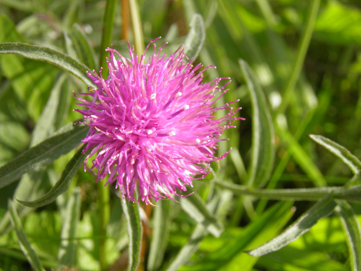 There were still patches of Common Knapweed flowering in places, although the ones in the garden went to seed ages ago #wildlfowerhour