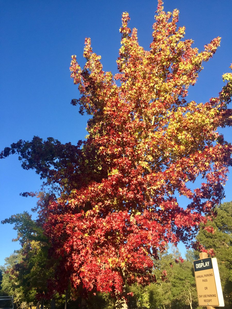 #FlowerReport from the #EastBay #California, where lower temps at night have helped firefighters contain the nearby #GlassFire - and change the color of some leaves - AND we are reveling in good air! #AirQuality #BlueSkies 🙌