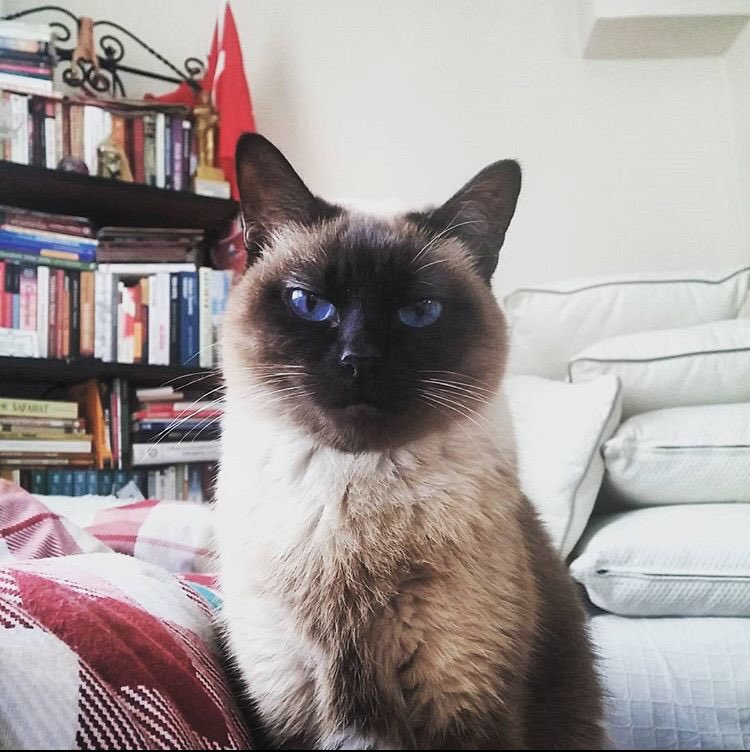 Kitaplığının fotoğrafını atar mısın?
<a href="/ialpgurel/">ilter alp</a>