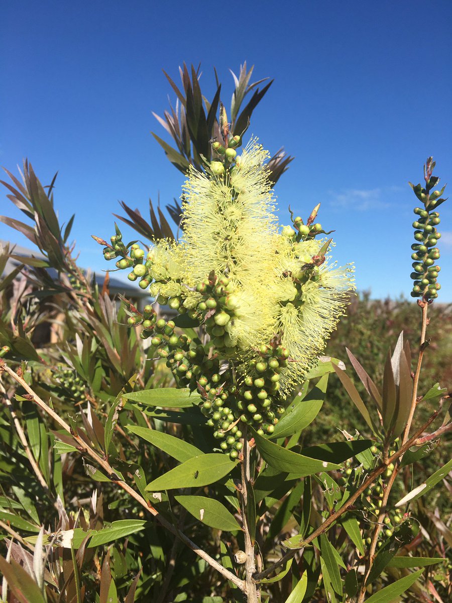 sandl's tweet photo. @Liam_Ball92 Been waiting 2.5 years for my hot pink bottlebrushes to flower #whitish 🤨😆 https://t.co/xCkA3YhVNx