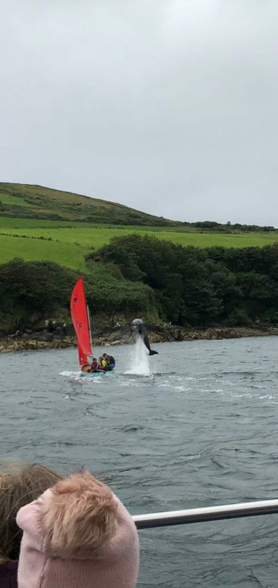 Hope Fungie is found safe and sound. We were only down in Dingle again over the summer and my wife caught this amazing shot on camera. He was in magnificent form that day. <a href="/rscork/">Rosemarie Scanlon</a>