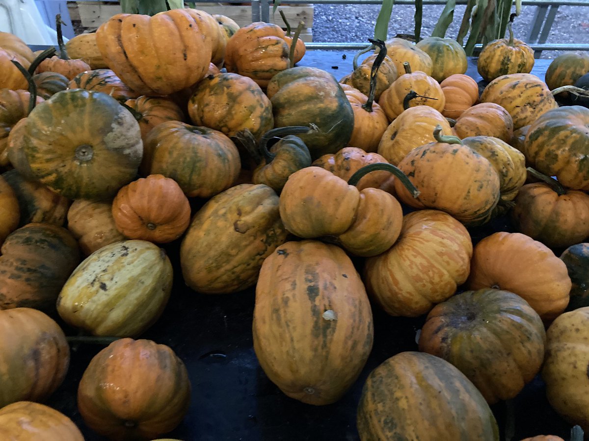 Emily Hudson (@emilykhudson) on Twitter photo Great recommendation <a href="/Farmsie/">Sarah Farmer</a> for #pumpkin picking <a href="/The_Sunnyfields/">Sunnyfields</a> and very kind people for babysitting my credit card I left there! #Halloween Great recommendation <a href="/Farmsie/">Sarah Farmer</a> for #pumpkin picking <a href="/The_Sunnyfields/">Sunnyfields</a> and very kind people for babysitting my credit card I left there! #Halloween