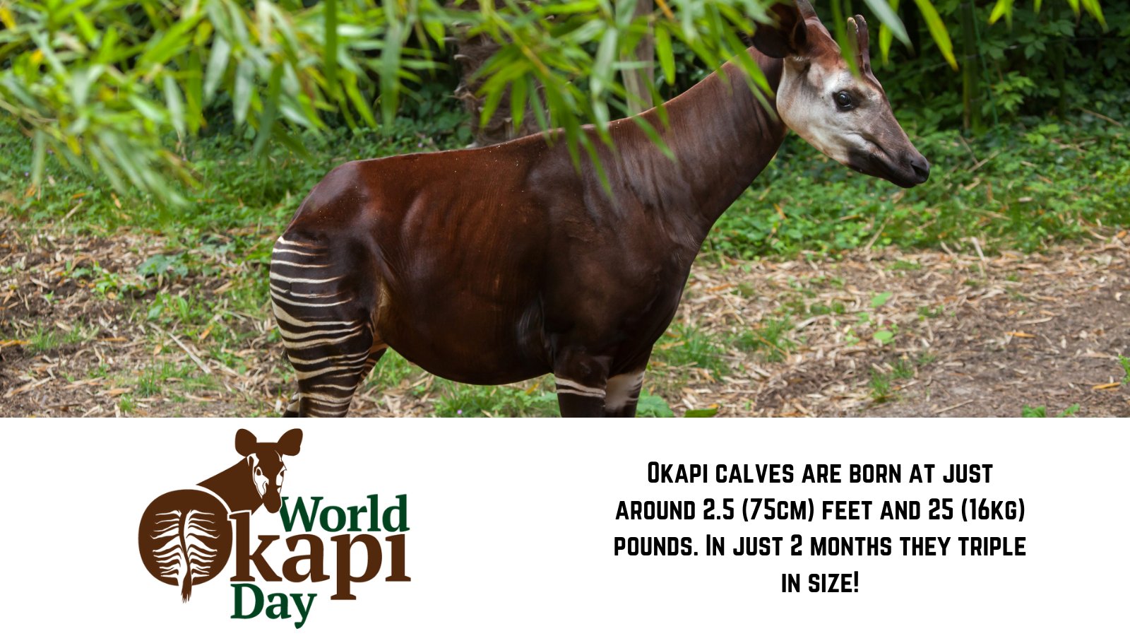 Okapi Conservation on Twitter: