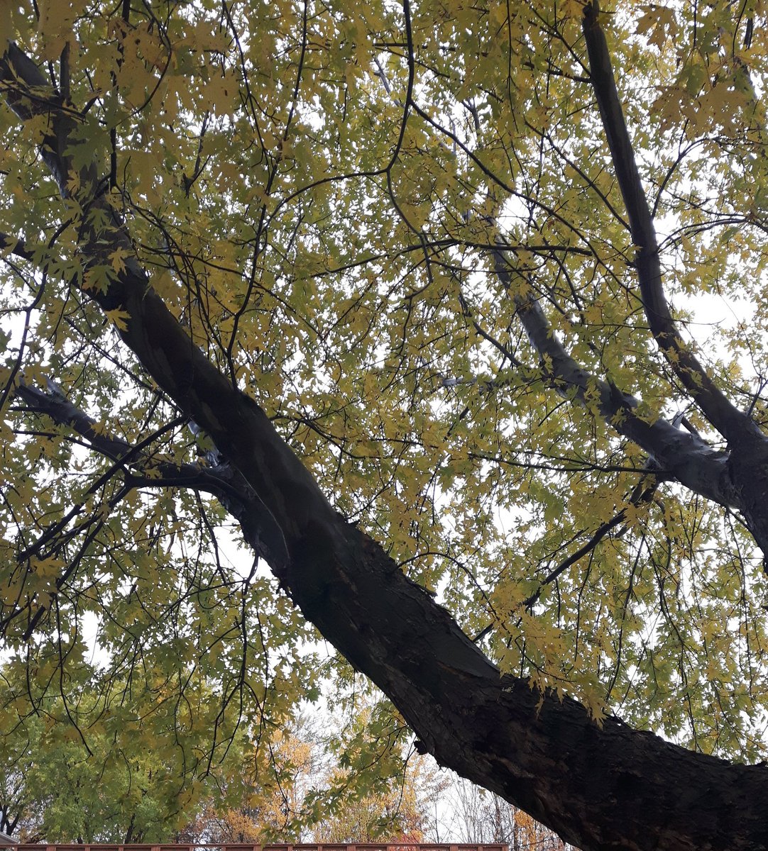 MiaGardenGems's tweet photo. Looking up.
#autumnvibes #RainyDay #yellowmaple https://t.co/lefmVSAOLO