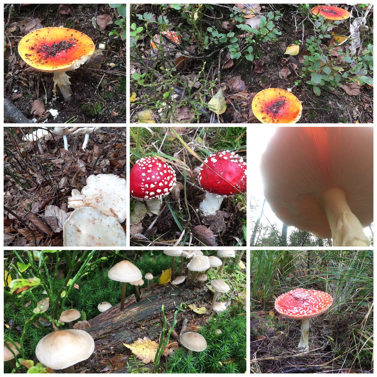 BrigitLambers's tweet photo. @tobifondse Herfst op de Veluwe https://t.co/XcjflBiRvA