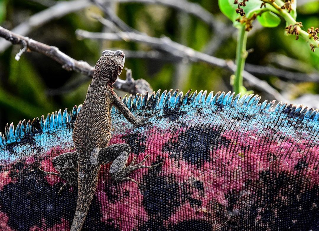 “The top of one mountain is always the bottom of another.”  - Marianne Williamson 
📸@felixreyesphotography 
A Galapagos volcano lizard found its way to the top of a mountain, the back of a colourful Galapagos Iguana!
#lizard #Galapagosislands #Galapagos #travel #picoftheday