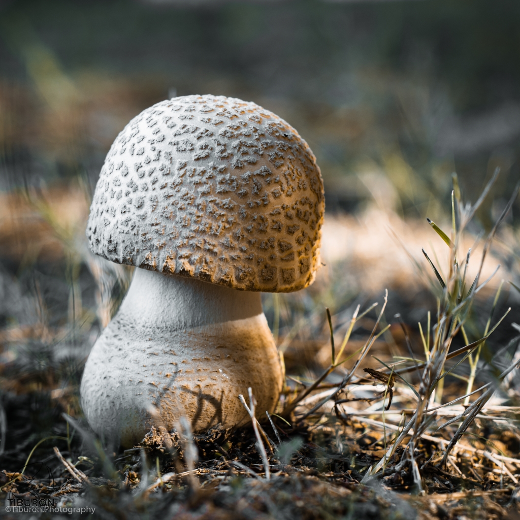 TiburonPhoto's tweet photo. I found this #fungi that demanded to be put in pictures! This one is my favorite edit. Which one was yours? 1, 2, or 3?
#photooftheday #photography #photographer https://t.co/0bN2Eqmjje