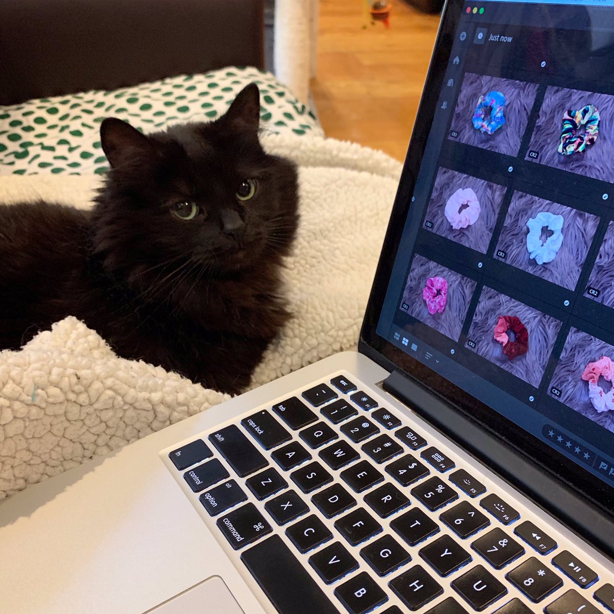 StudioKitsu's tweet photo. Daisy is being the best helper cat while I edit photos! 

@daisyandroseysgarden #helpercat #shopcat #caterday #tuxedocat #blackcat #blackcats #fluffycat #photoediting #wip #etsyshop #etsysellersofinstagram #scrunchies #scrunchiesforsale #vsco #vscogirl #scrunchiestyle https://t.co/athXJm7ZRD