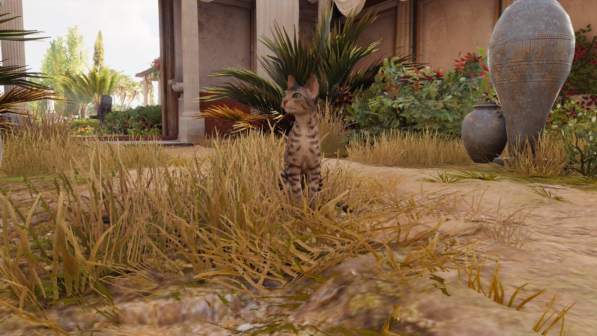 Riki アサシンクリードオリジンズ始めました 古代エジプトを気ままに旅して 猫の写真を撮るゲーム Assassinscreedorigins Riki アサシンクリードオリジンズ始めました 古代エジプトを気ままに旅して 猫の写真を撮るゲーム Assassinscreedorigins