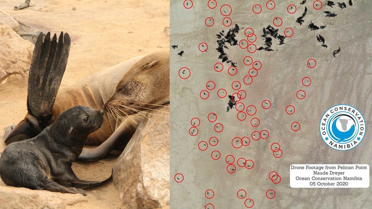 Sin precedentes: más de 5.000 crías de foca muertas encontradas en playa de #Namibia is.gd/X0daXN #5000FocasMuertas #Biodiversidad #Focas #FocasNamibia #NaudeDreyer #OceanConservationNamibia #ZKZM500