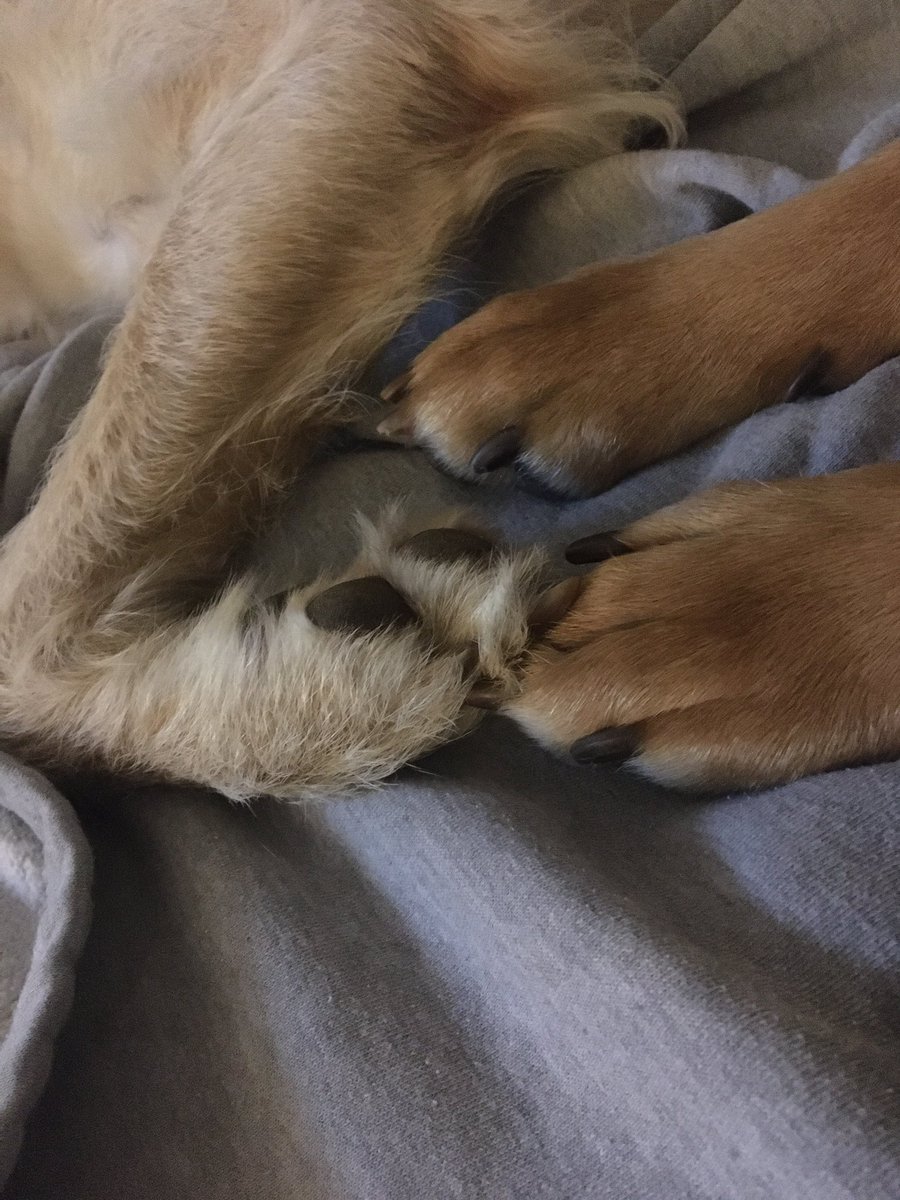 CoachSHurley's tweet image. @NicholasSparks could write a novel about this romance @CoachShing